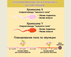 Пол ребенка после овуляции