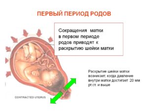 Период раскрытия шейки матки