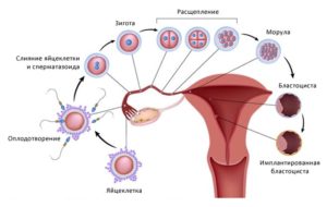 Что чувствует девушка в первые дни после зачатия