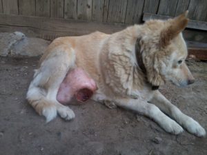 Пошло молоко у собаки