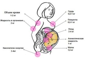 Вес при беременности как распределяется