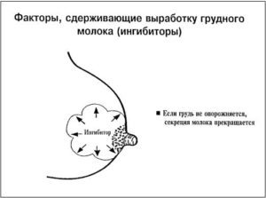 Сколько в груди перегорает молоко