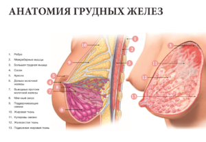 Почему грудь после родов обвисает