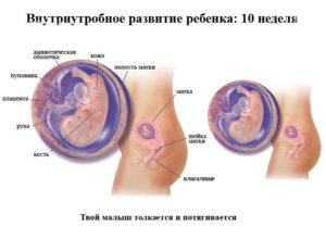 Развитие на 10 неделе беременности