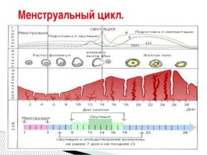 Может ли быть овуляция несколько раз в месяц