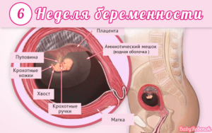 6 я неделя беременности ощущения