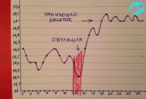 Температура после овуляции повышенная