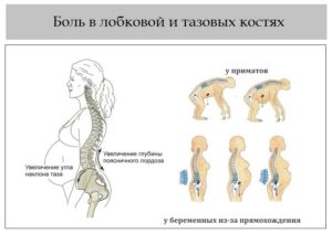 При беременности ноет лобковая кость