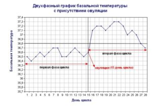 Перед овуляцией температура 37