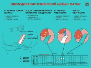 Опустилась шейка матки почему