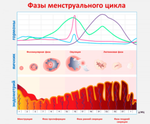 Беременность при сбое цикла