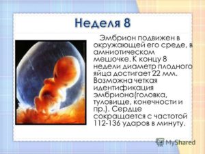 8 недель размер плода