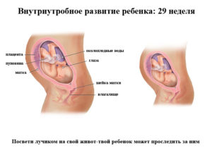 Беременность 28 29 недель развитие по неделям