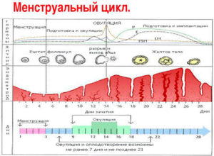 Может ли быть овуляция сразу после месячных