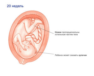 20 неделя беременности плод