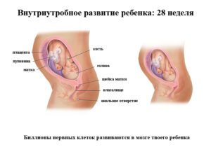 Беременность 28 недель что нужно знать обратить внимание