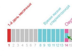 Вероятность беременности в овуляцию