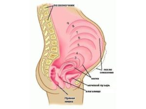 При беременности когда увеличивается матка