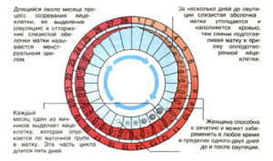 При овуляции толщина эндометрия