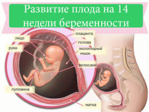 Беременность 14 недель плацента