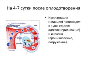 На какой день после оплодотворения происходит имплантация эмбриона