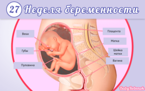 Развитие плода на 27 28 неделе беременности