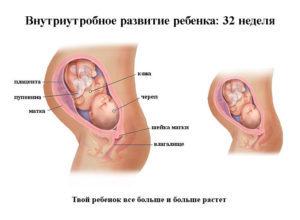 Беременность 32 неделя развитие