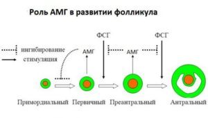 Антимюллеров гормон причины снижения