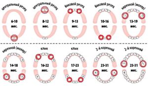 Температура при прорезывании зубов сколько дней