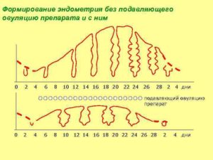 При овуляции толщина эндометрия