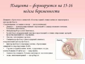 Плацента 16 неделя беременности