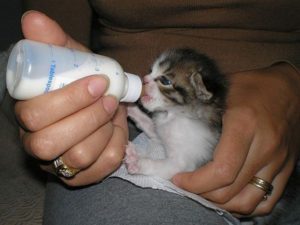 Молоко можно давать котенку