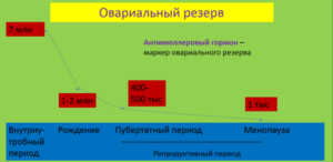 За что отвечает антимюллеров гормон у женщин