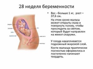 28 неделя беременности развитие плода вес и рост