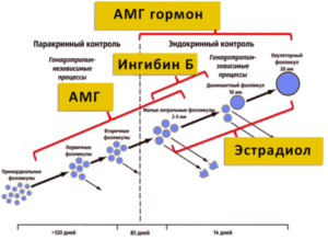 Антимюллеров гормон причины снижения