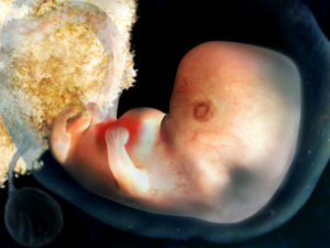Эмбриональные и акушерские недели беременности