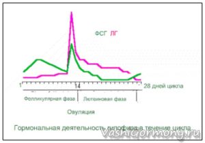 Соотношение лг и фсг в первой фазе цикла