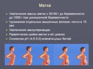 Матка не увеличена при беременности на ранних сроках