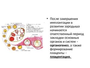 На какой день после оплодотворения происходит имплантация эмбриона