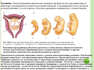 На какой неделе беременности прикрепляется плод к матке