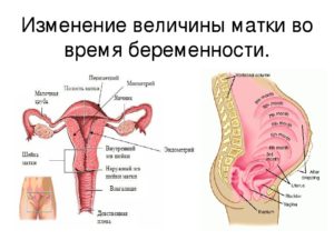 Матка до беременности и во время беременности