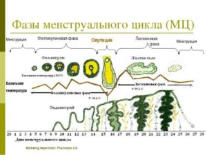 2 фазы менструационного цикла