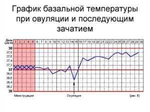 Перед овуляцией температура 37