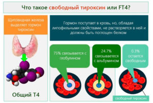 Тироксин гормон за что отвечает у женщин