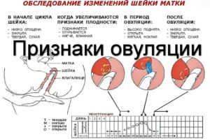 Может ли произойти овуляция сразу после месячных