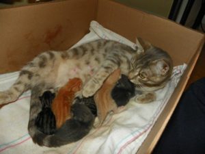 Через сколько времени кошка может забеременеть после родов