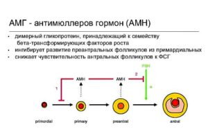 Сильно повышен антимюллеров гормон