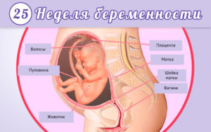 Развитие на 23 неделе беременности