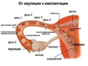 Эндометрий во время овуляции