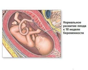 18 неделя беременности не чувствую шевелений первая беременность